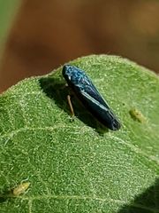 Graphocephala lugubris