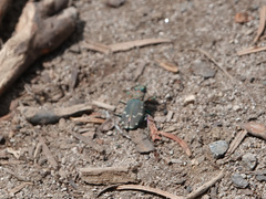 Cicindela depressula