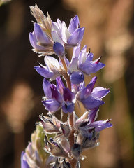 Lupinus lepidus confertus