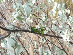 Phaulotettix compressus