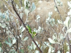 Phaulotettix compressus