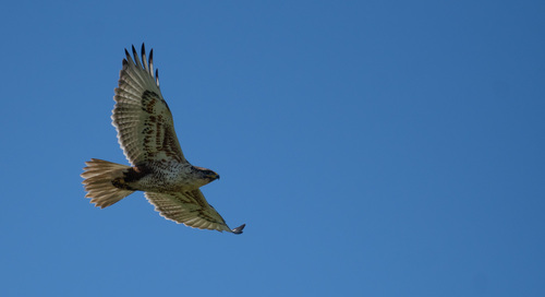 iNaturalist observation photo of Ferruginous Hawk