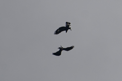 iNaturalist observation photo of Golden Eagle