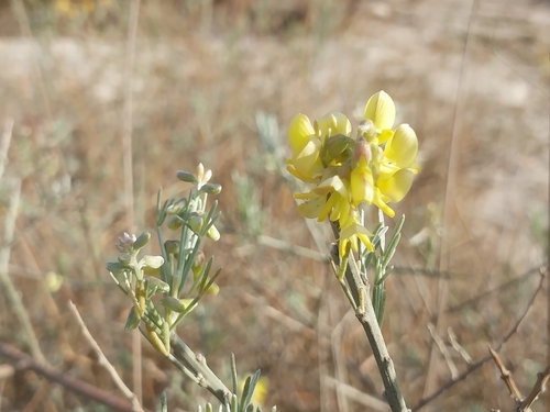 Image of Calobota angustifolia by (c) De Waal Hugo, some rights reserved (CC BY)