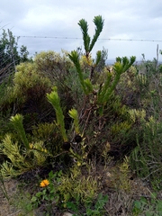 Leucadendron elimense elimense