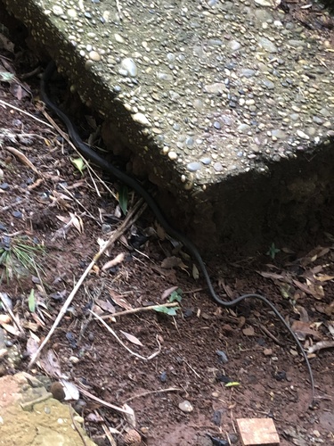 Common Tree Snake sighting