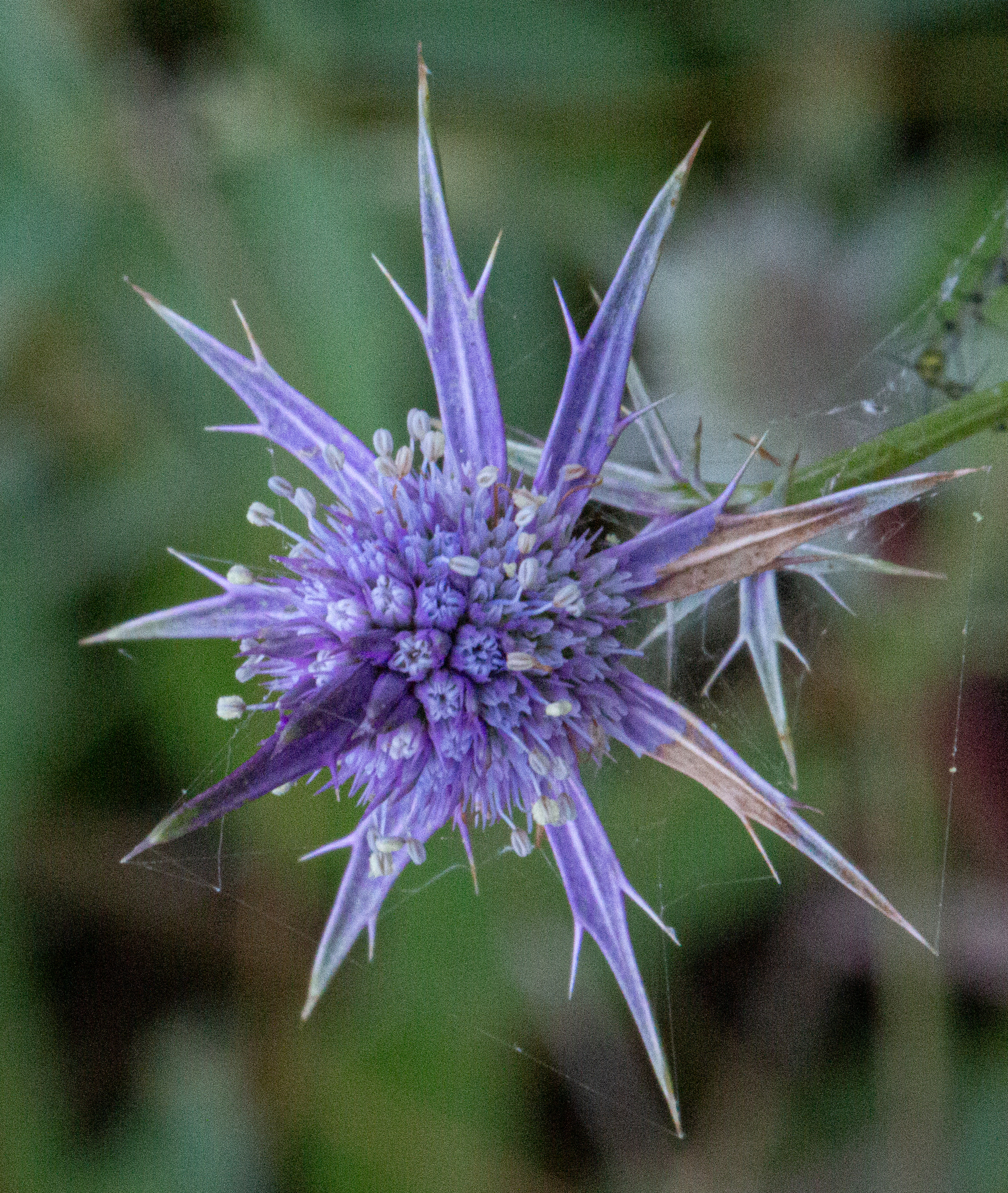 Eryngium hookeri