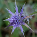 Hooker's Eryngo - Photo (c) mcwildlife, some rights reserved (CC BY-NC-ND), uploaded by mcwildlife