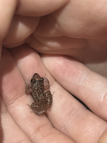 Eleutherodactylus planirostris observed 2025-03-05
