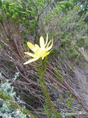 Leucadendron elimense elimense