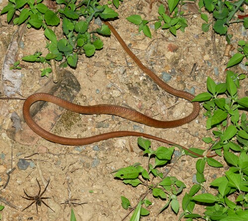 Brown Tree Snake sighting