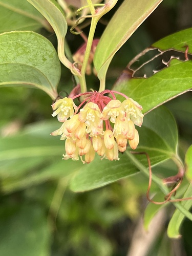 Smilax sebeana iNat (2)