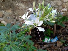 Cleome houtteana