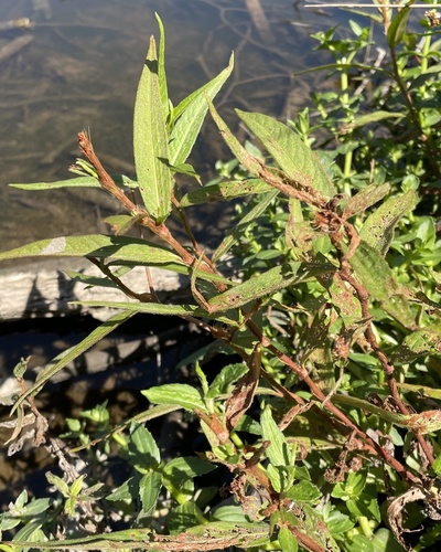 Persicaria subsessilis, photograph 2