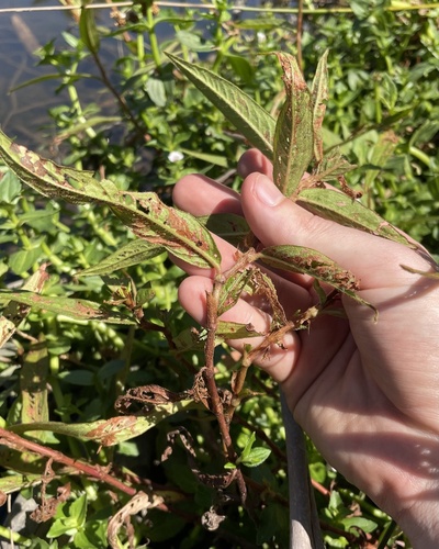 Persicaria subsessilis, photograph 3