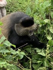 Cercopithecus mitis kandti