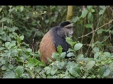 Cercopithecus mitis kandti