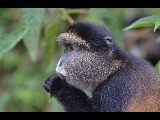 Cercopithecus mitis kandti