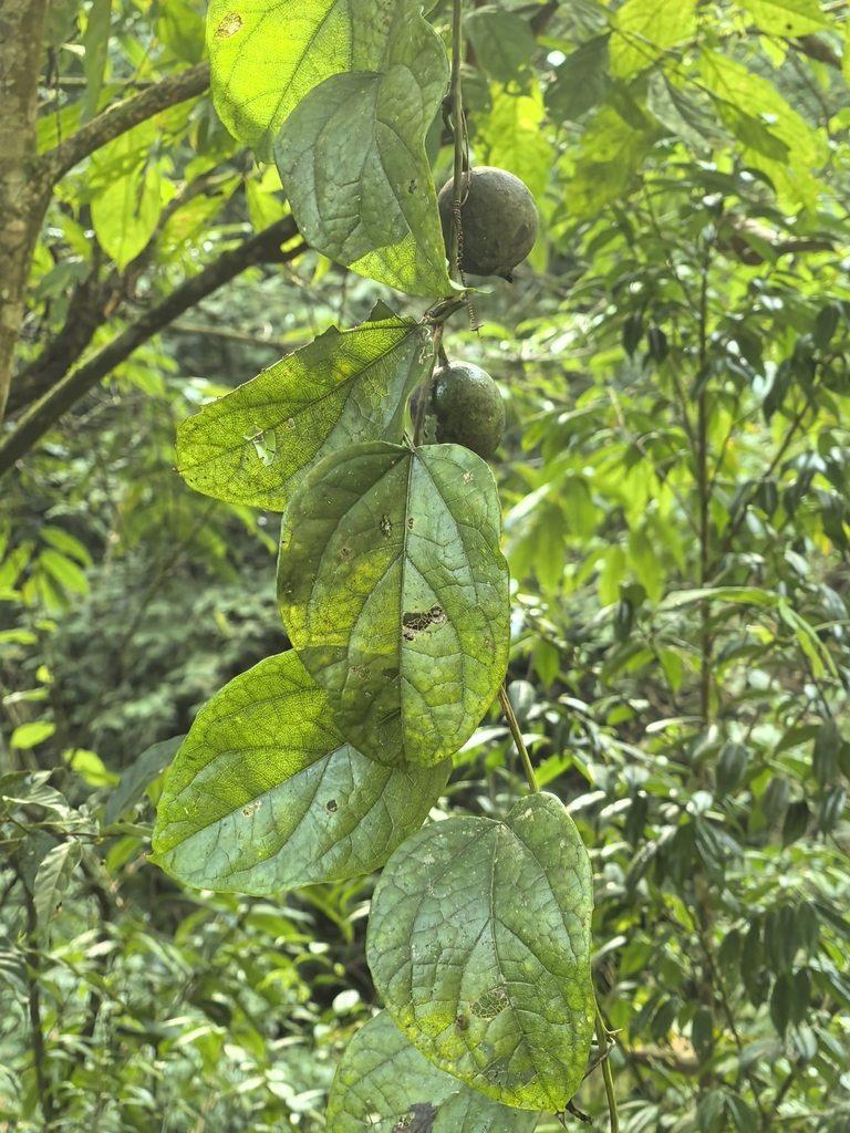 Siraitia siamensis (Siraitia siamensis)