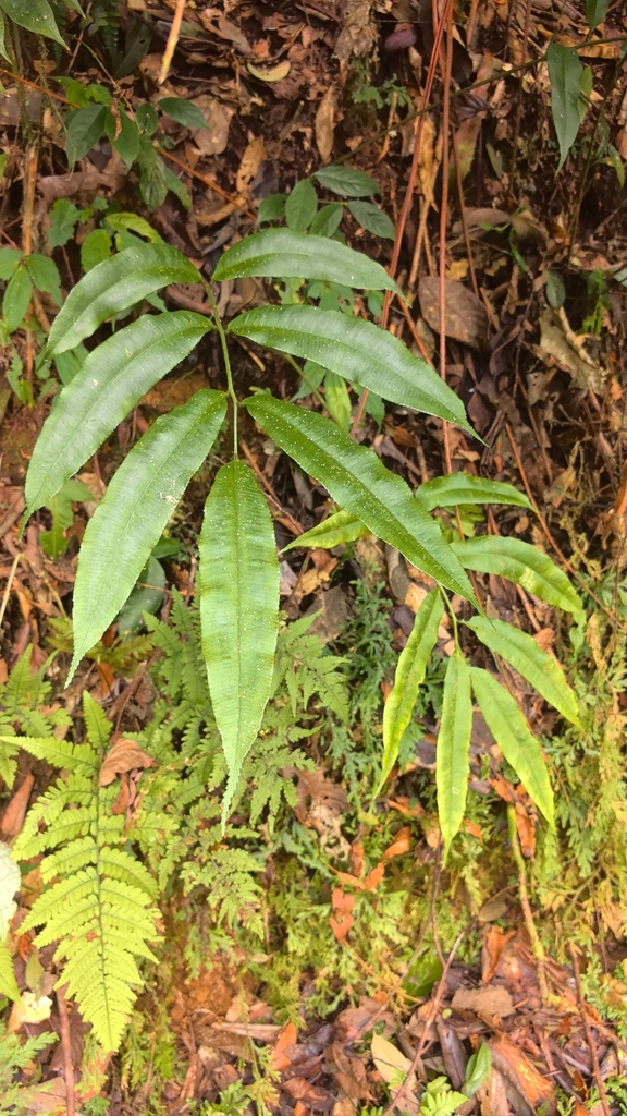Angiopteris latipinna (Angiopteris latipinna)