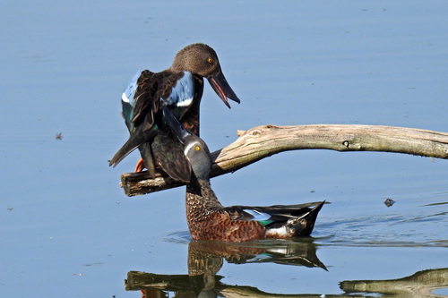 Canard bridé