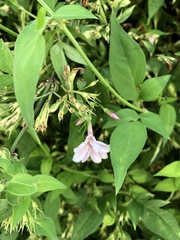 Spanish Jasmine (Jasminum grandiflorum)