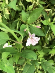 author not stated, no rights reserved Jasminum × stephanense, photograph author not stated, no rights reserved