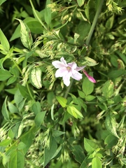 author not stated, no rights reserved Jasminum × stephanense, photograph author not stated, no rights reserved