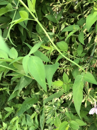 Jasminum × stephanense, photograph 3