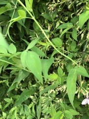 Jasminum × stephanense, photograph author not stated, no rights reserved