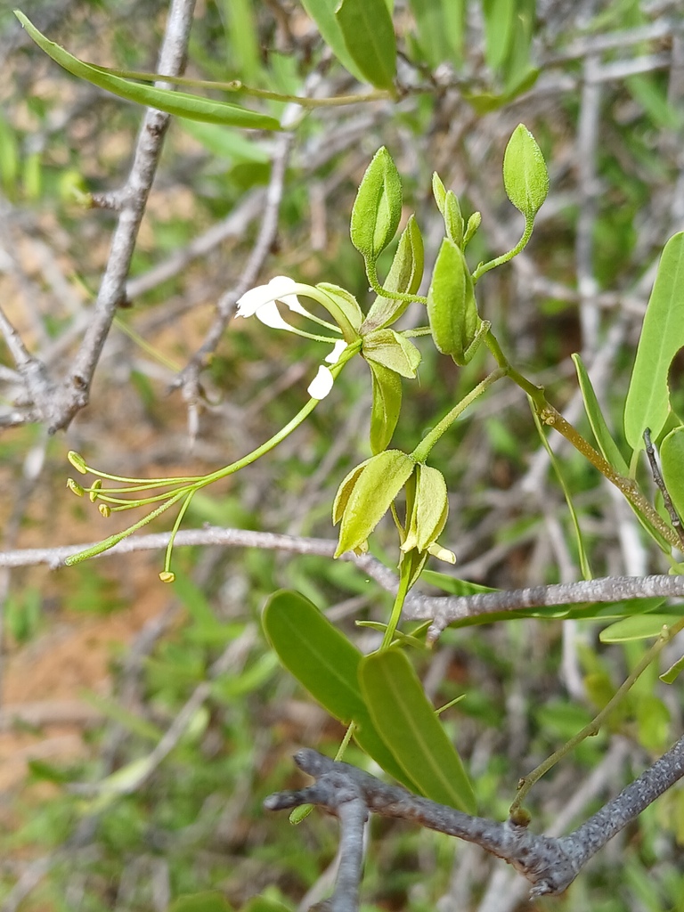 Cadaba virgata