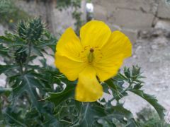 Argemone mexicana