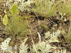 Angaracris barabensis