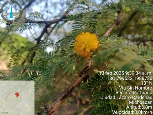 Huizache (Vachellia farnesiana)