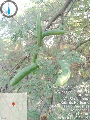 Huizache (Vachellia farnesiana)