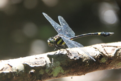 Gomphidictinus perakensis