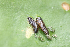 Galerucella nymphaeae