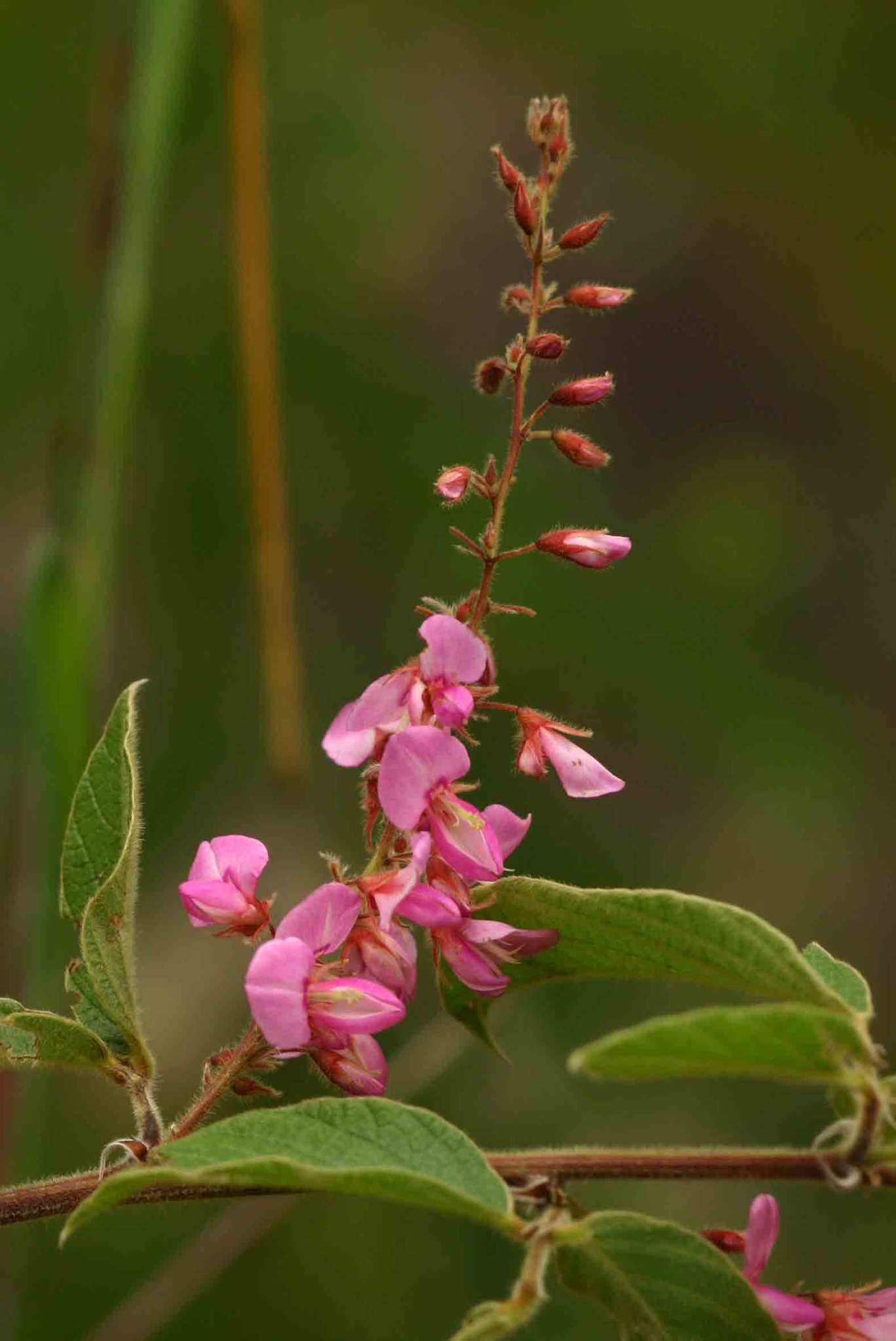 Pseudarthria hookeri