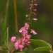 Pseudarthria hookeri - Photo (c) Mark Hyde, Bart Wursten and Petra Ballings,  זכויות יוצרים חלקיות (CC BY-NC)