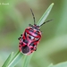 Red Cabbage Bug - Photo (c) Marcello Consolo, some rights reserved (CC BY-NC-SA)