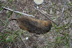 Monodelphis dimidiata