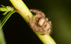 Phidippus princeps