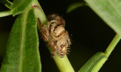 Phidippus princeps