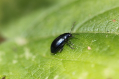 Altica