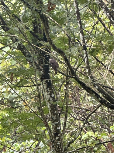 Malaysian Hawk-Cuckoo (Hierococcyx fugax), photo 6
