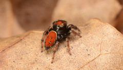 Phidippus whitmani