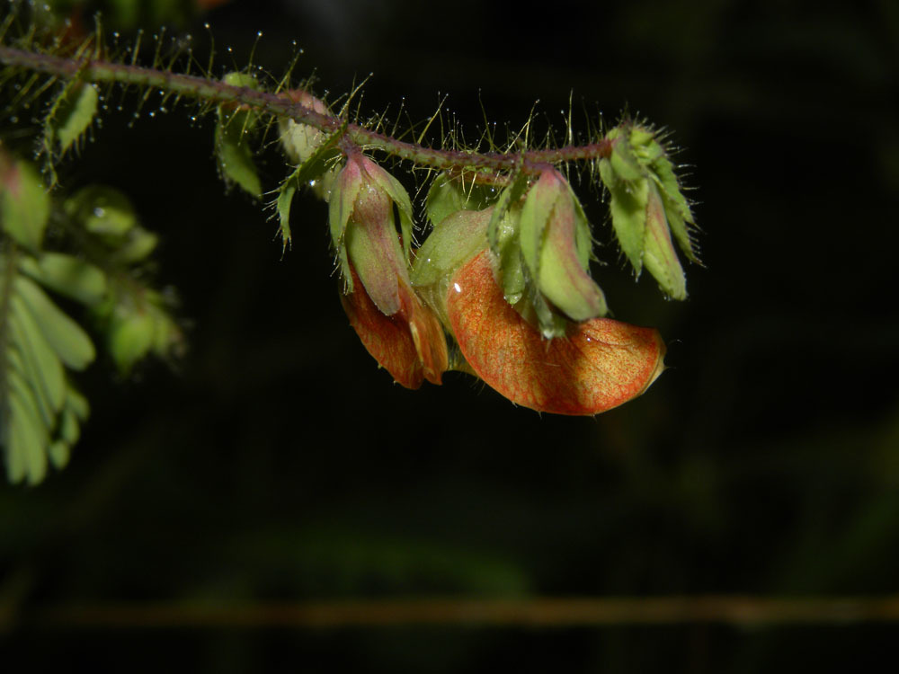 Aeschynomene sensitiva