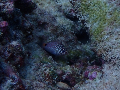 Cirrhitops hubbardi observed 2024-09-12