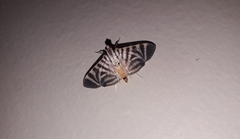 Spilomela perspicata