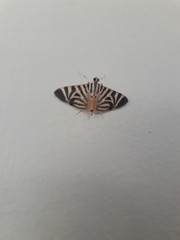 Spilomela perspicata